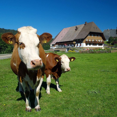Bauernhoferlebnis für die ganze Familie auf dem Unterhöfenhof - Ferienwohnungen Schwarzwald Titisee Jostal